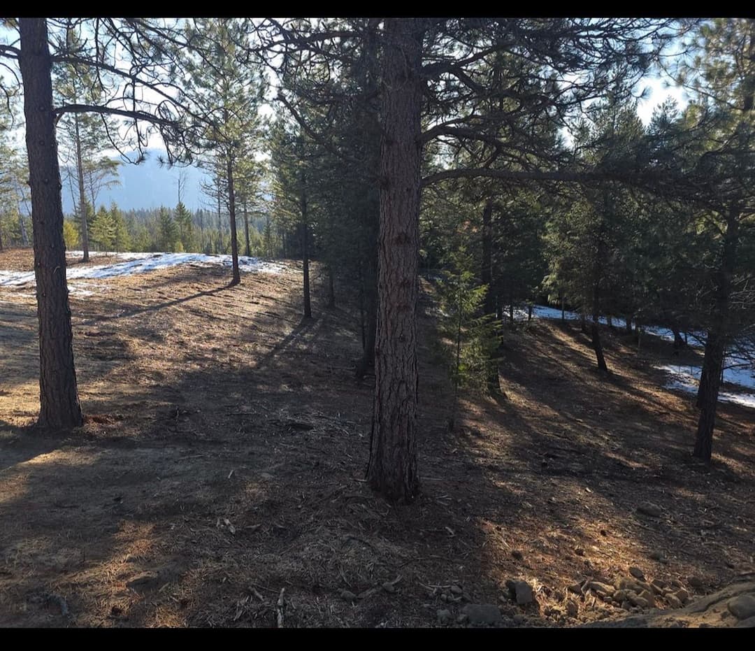 Cleared land in a forest area with newly exposed soil and surrounding trees.