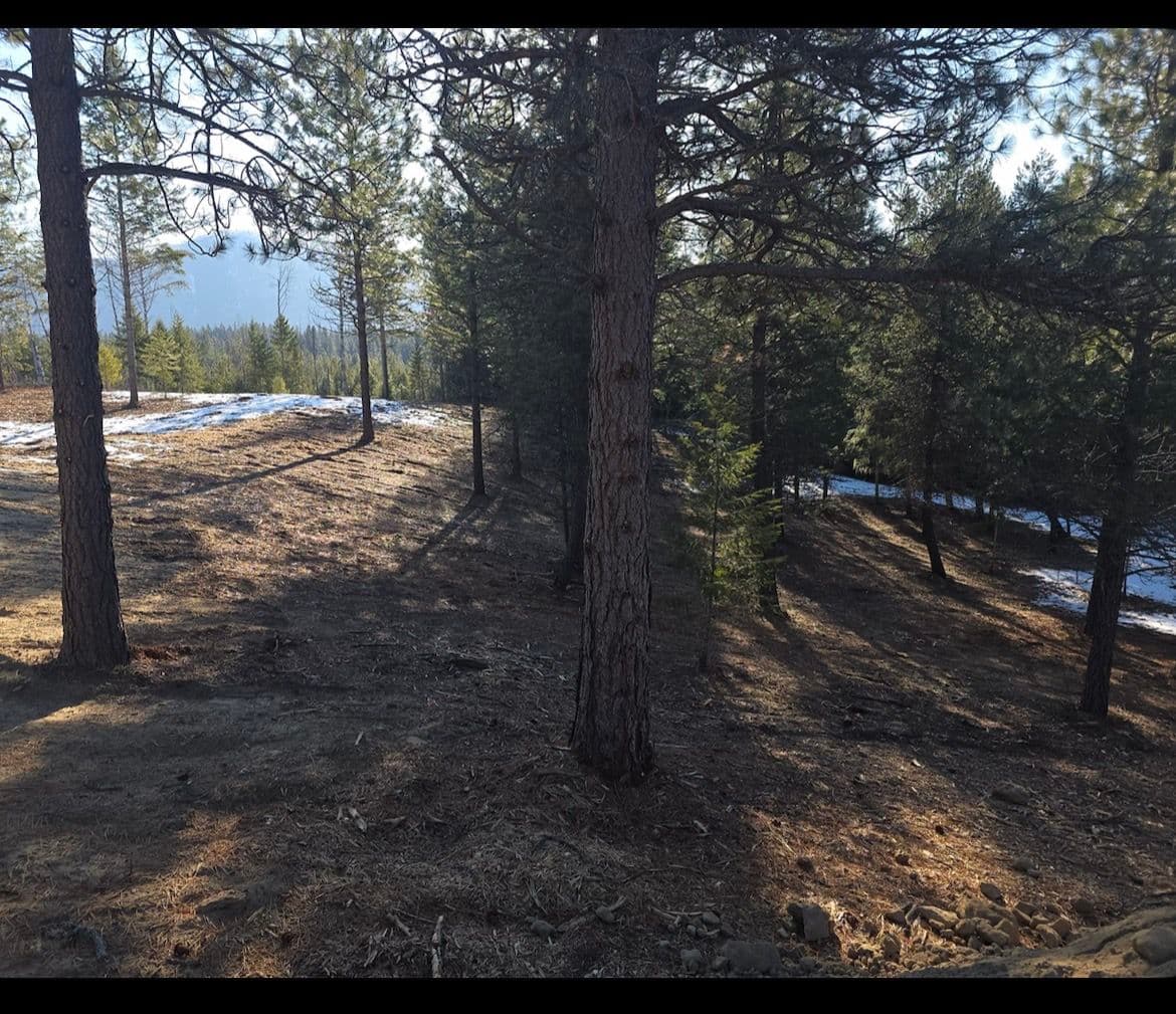 Transitioning to a Fire-Safe Forest with Mulching Services image