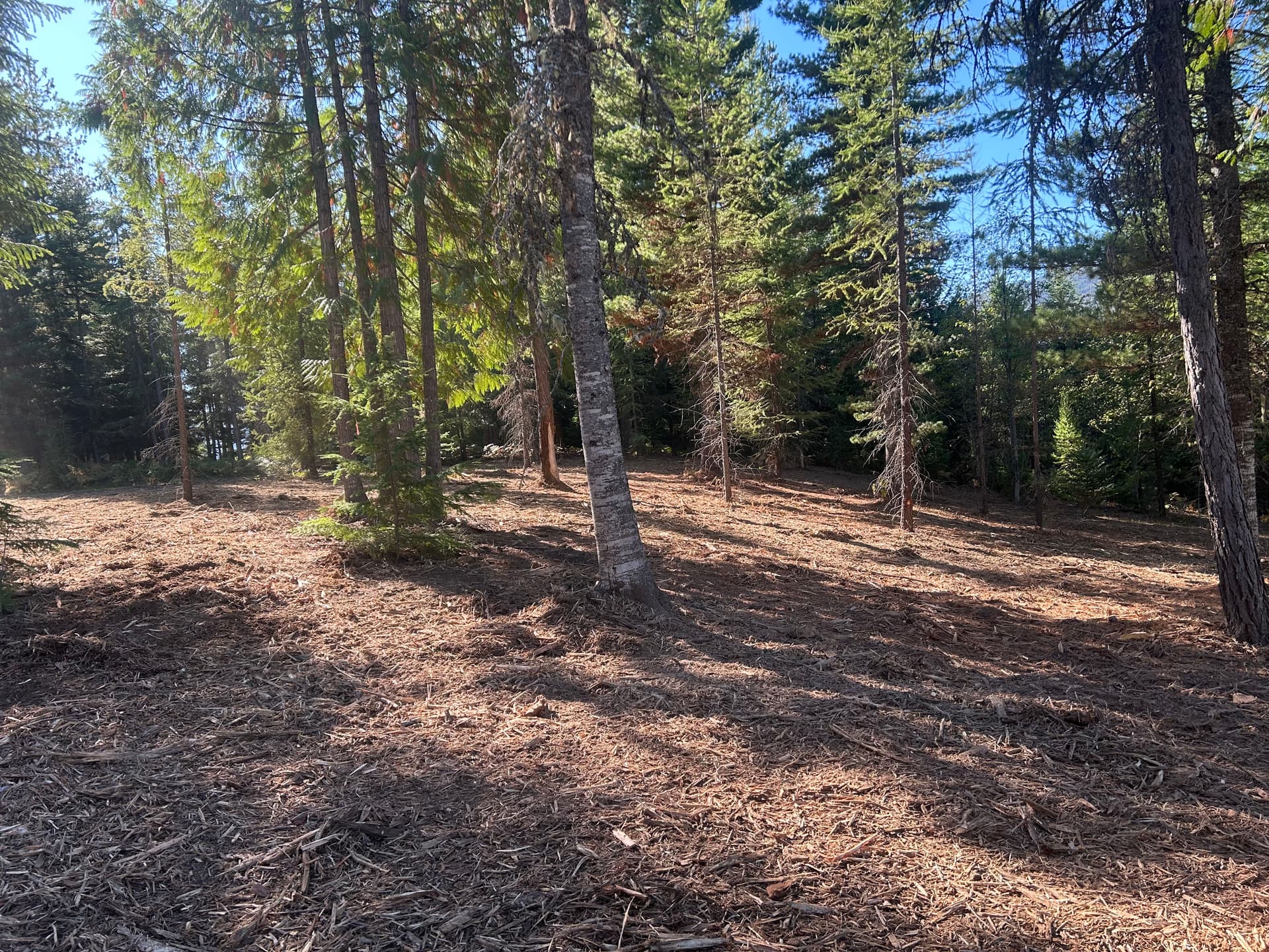 Gallery photos for Transitioning to a Fire-Safe Forest with Mulching Services: Image #1