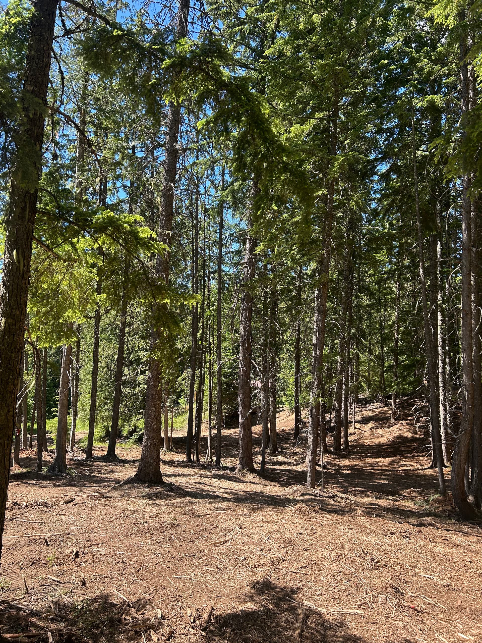 Forestry Mulching and Land Clearing Done the Right Way image