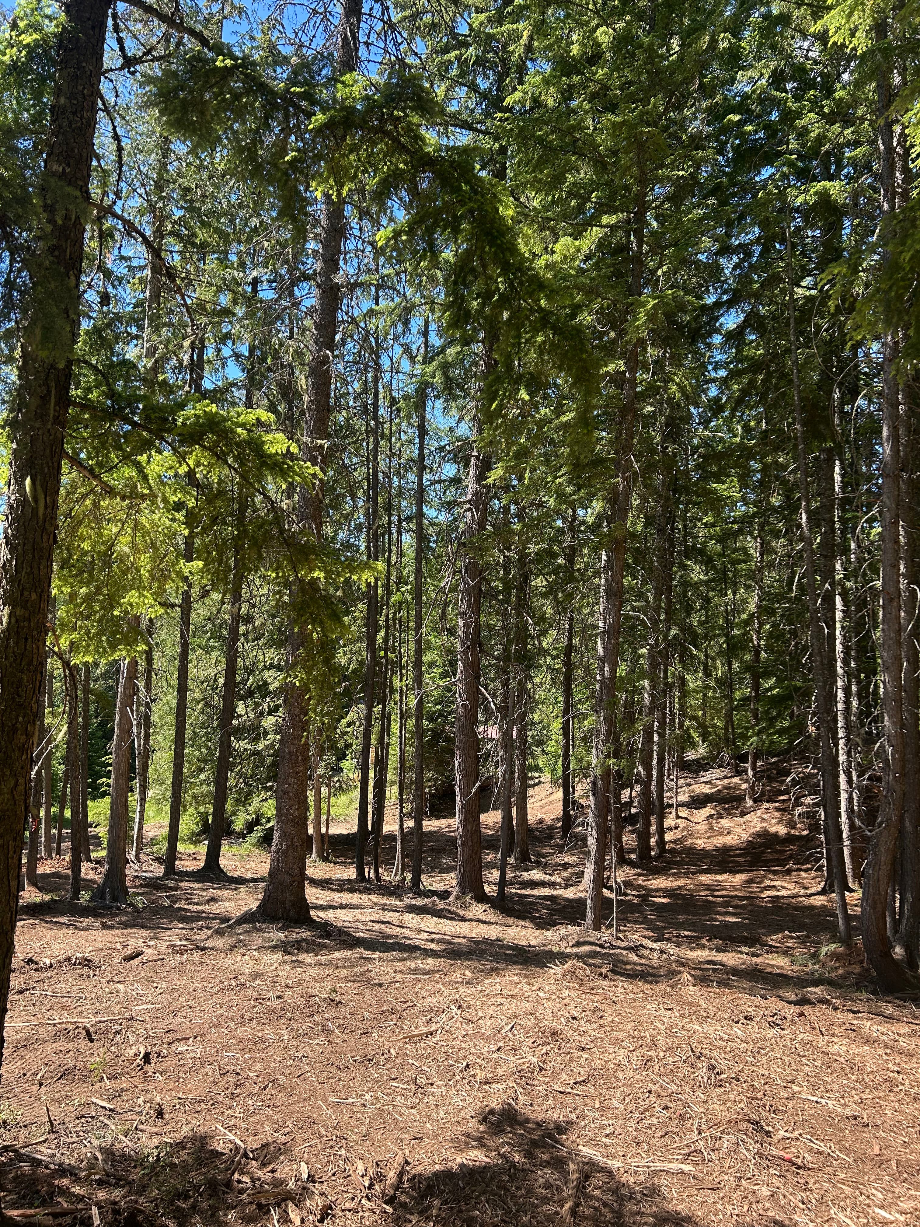 Project Forestry Mulching and Land Clearing Done the Right Way image