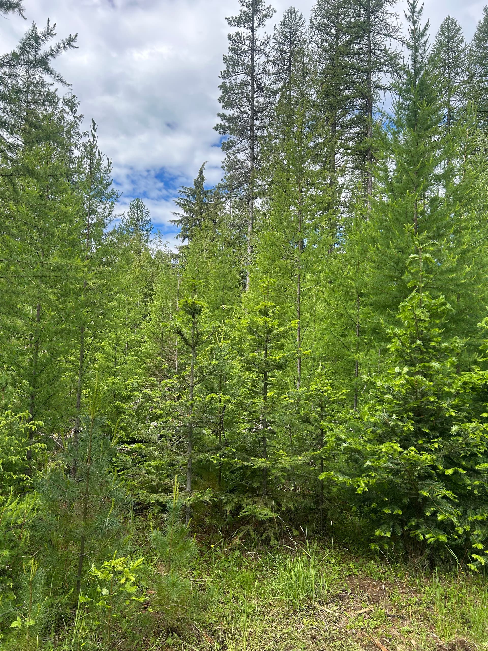 Dense Overgrowth Cleared Into Open Usable Property image