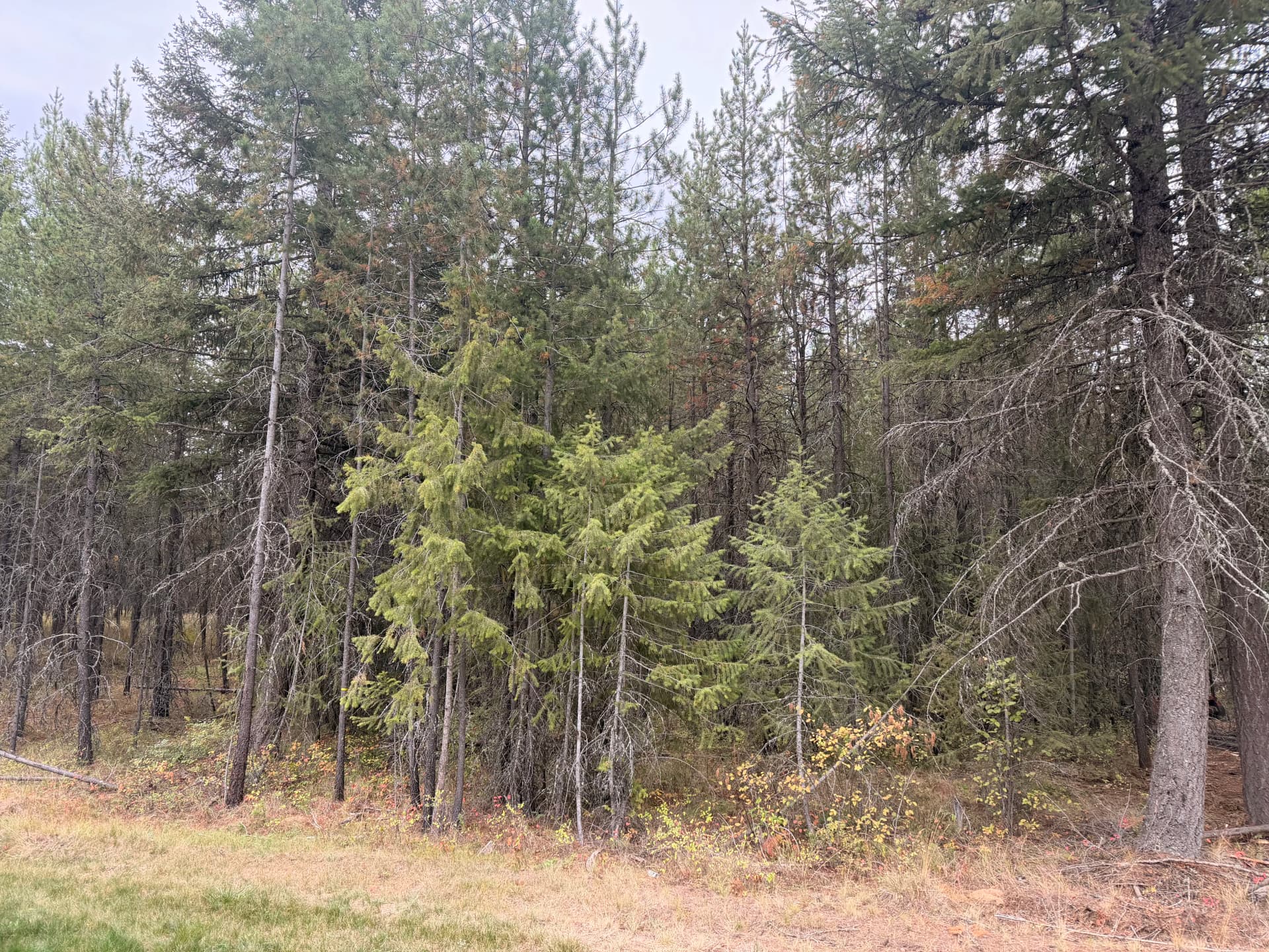 Fuel Reduction Fire Break Clears Heavy Vegetation Around Wooded Property image