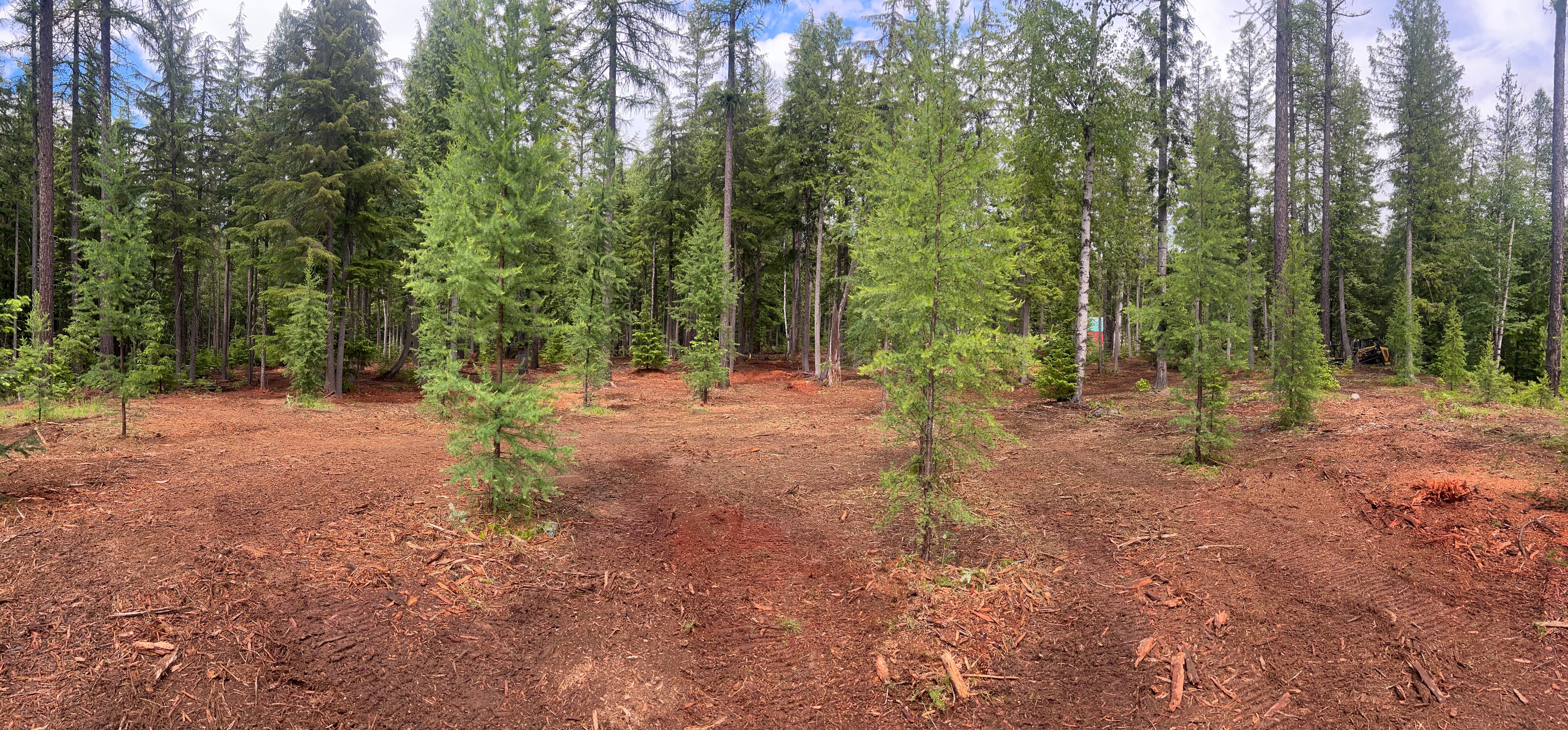 Project Dense Woodland Cleared Clean and Ready to Work With image