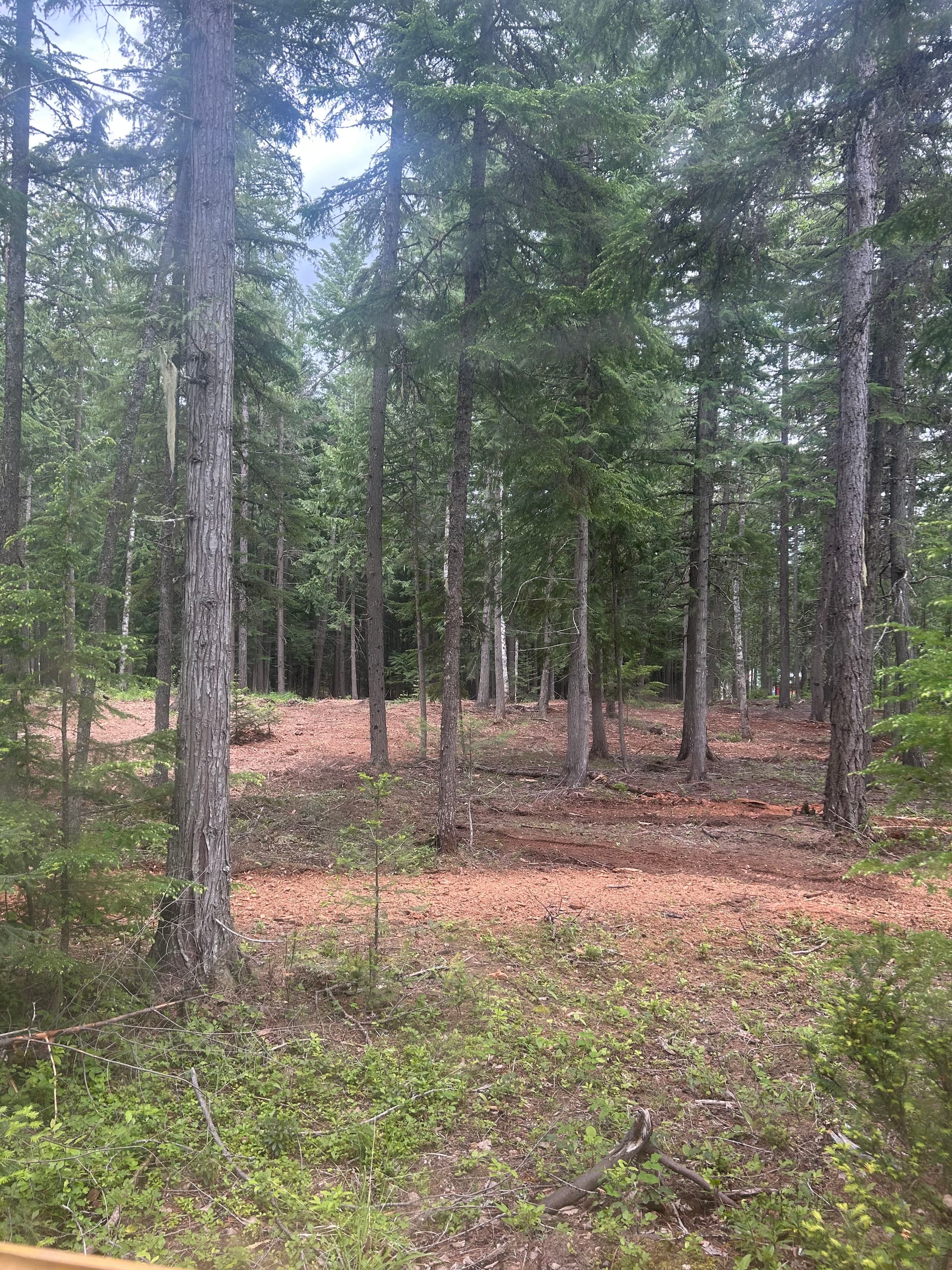 Storm Blowdown Cleanup and Fire Risk Reduction with Forestry Mulching image
