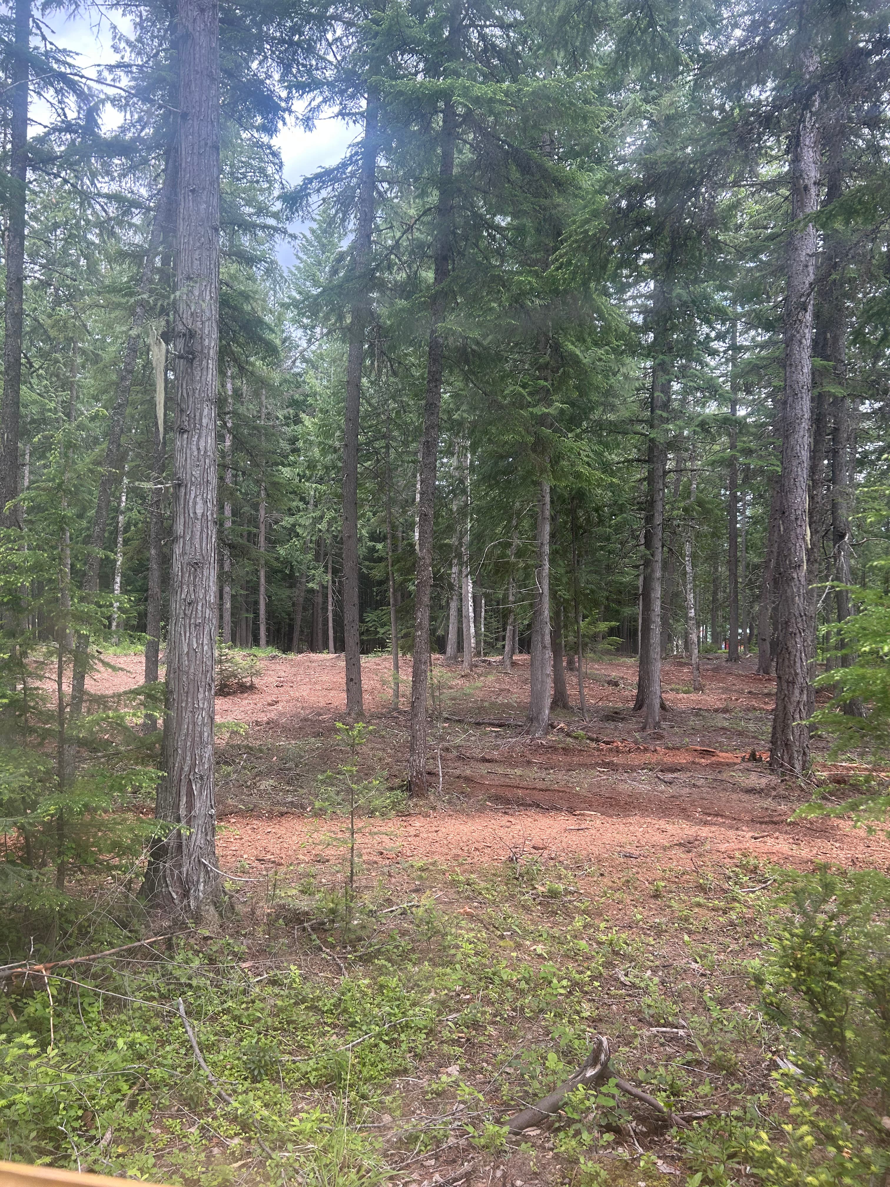 Project Storm Blowdown Cleanup and Fire Risk Reduction with Forestry Mulching image