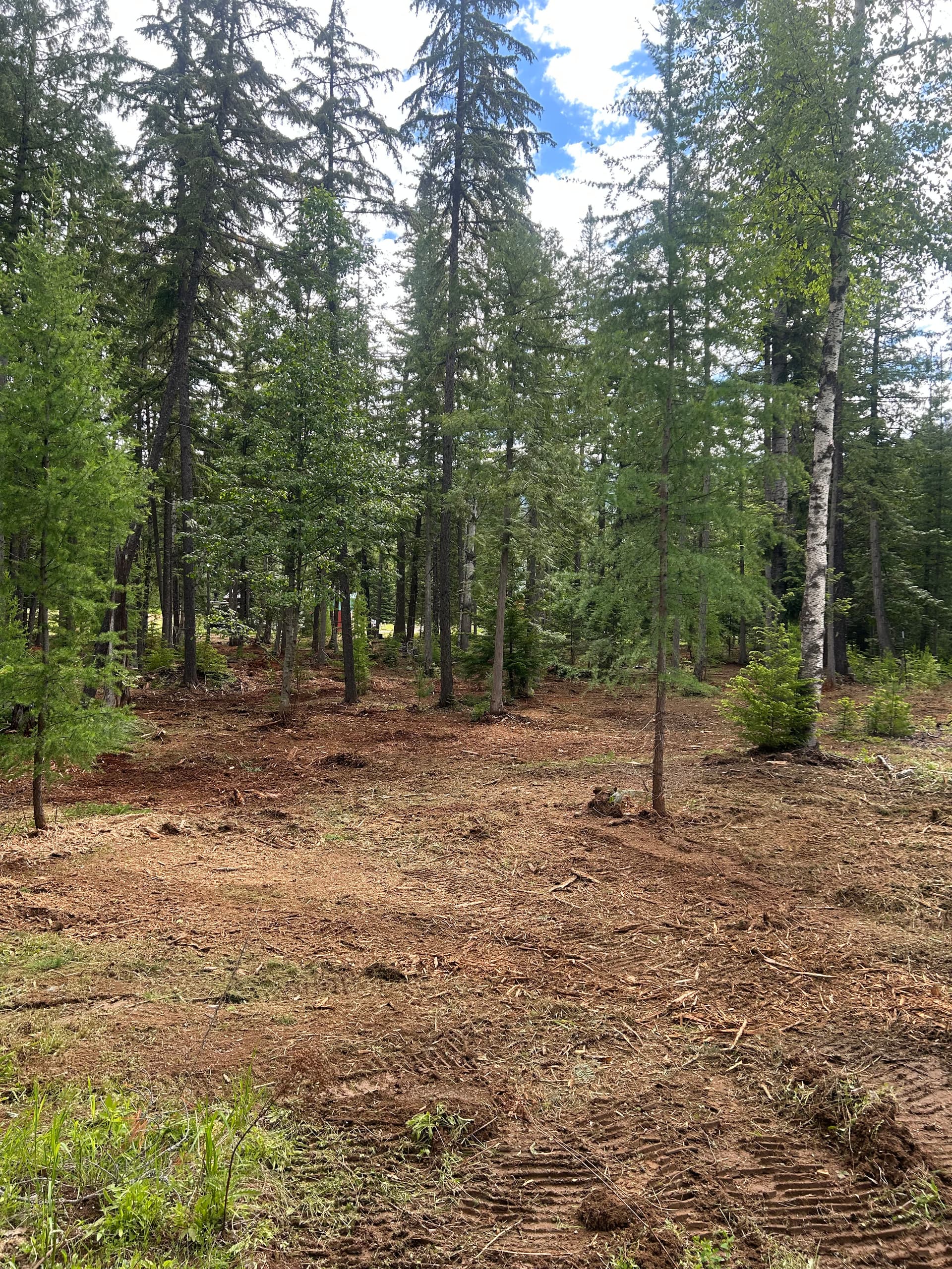 Gallery photos for Dense Overgrowth Cleared Into Open Usable Property: Image #1