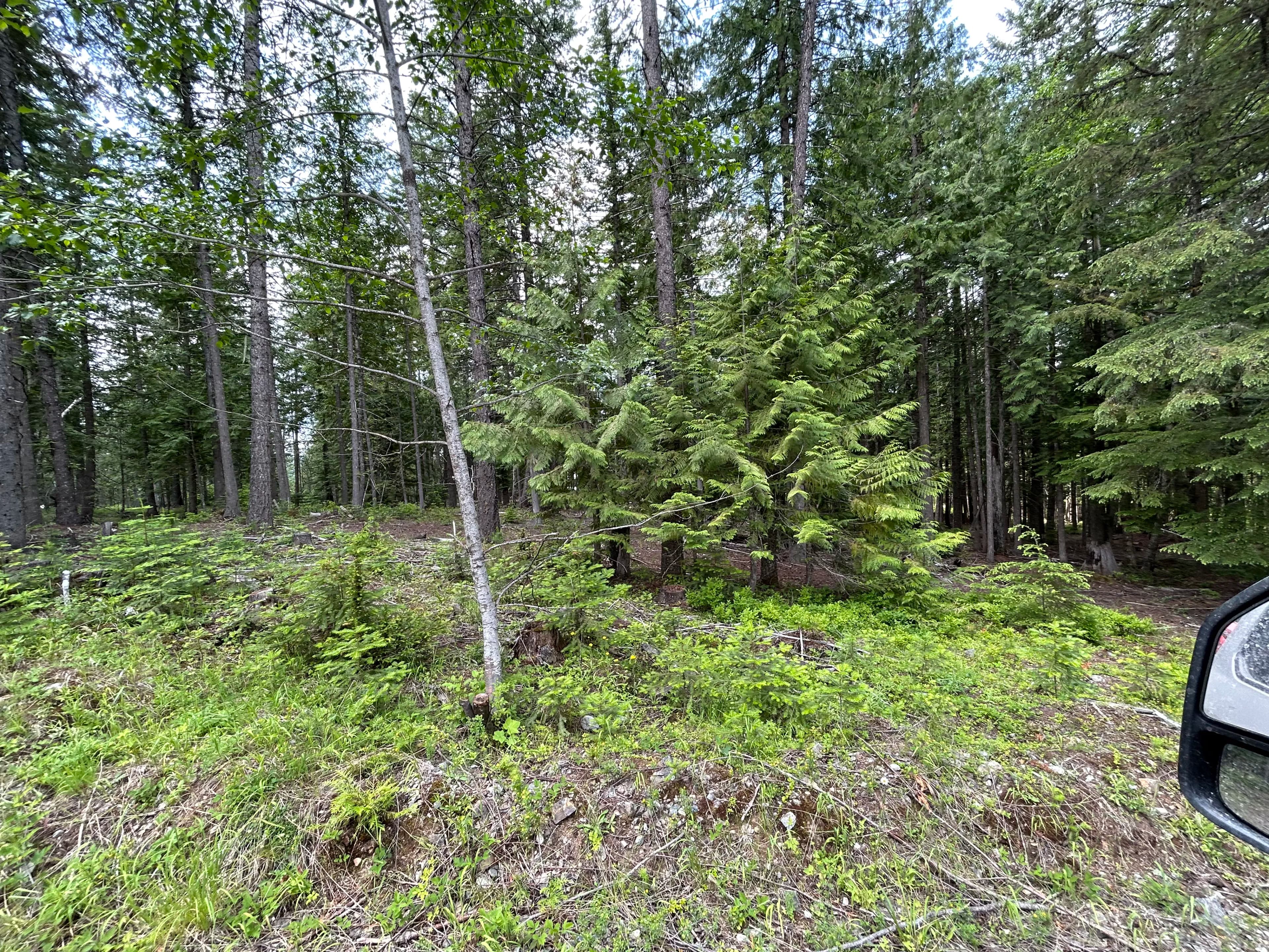 Project Thick Underbrush Cleared for Fire Mitigation and Usable Land image