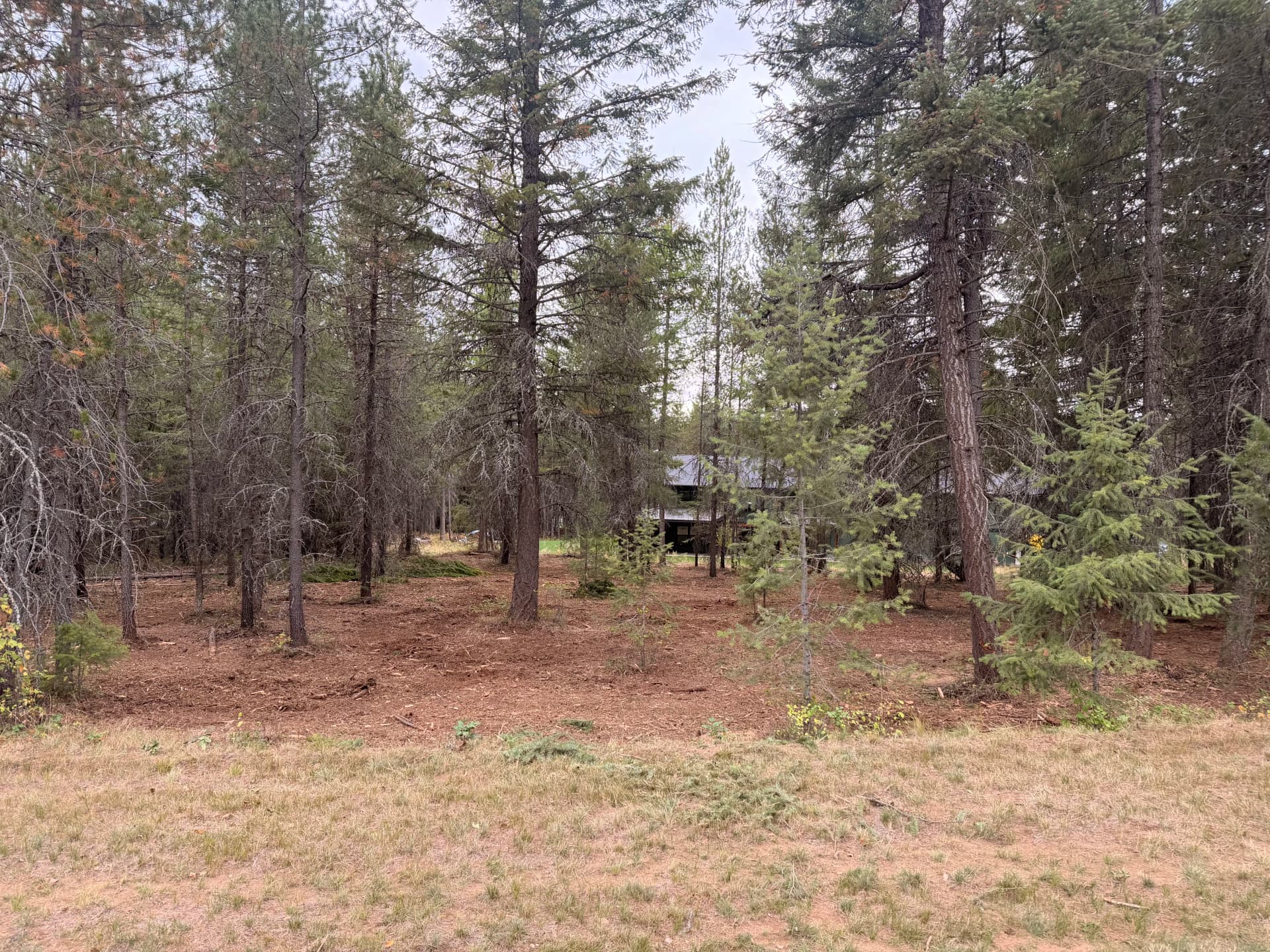 Gallery photos for Fuel Reduction Fire Break Clears Heavy Vegetation Around Wooded Property: Image #1