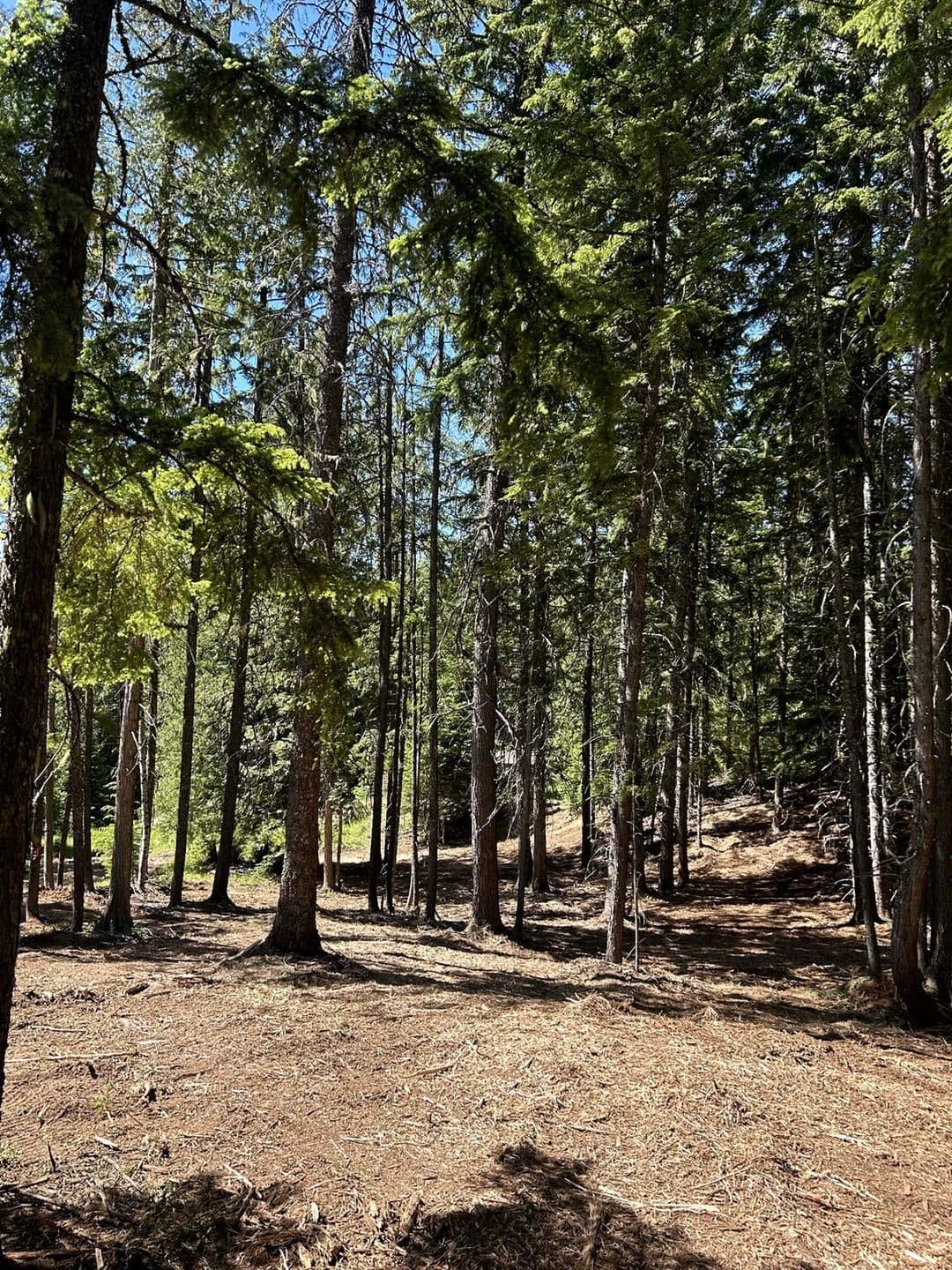 Gallery photos for Thick Brush Gone - Clean Land Ready for Whatever Comes Next: Image #1
