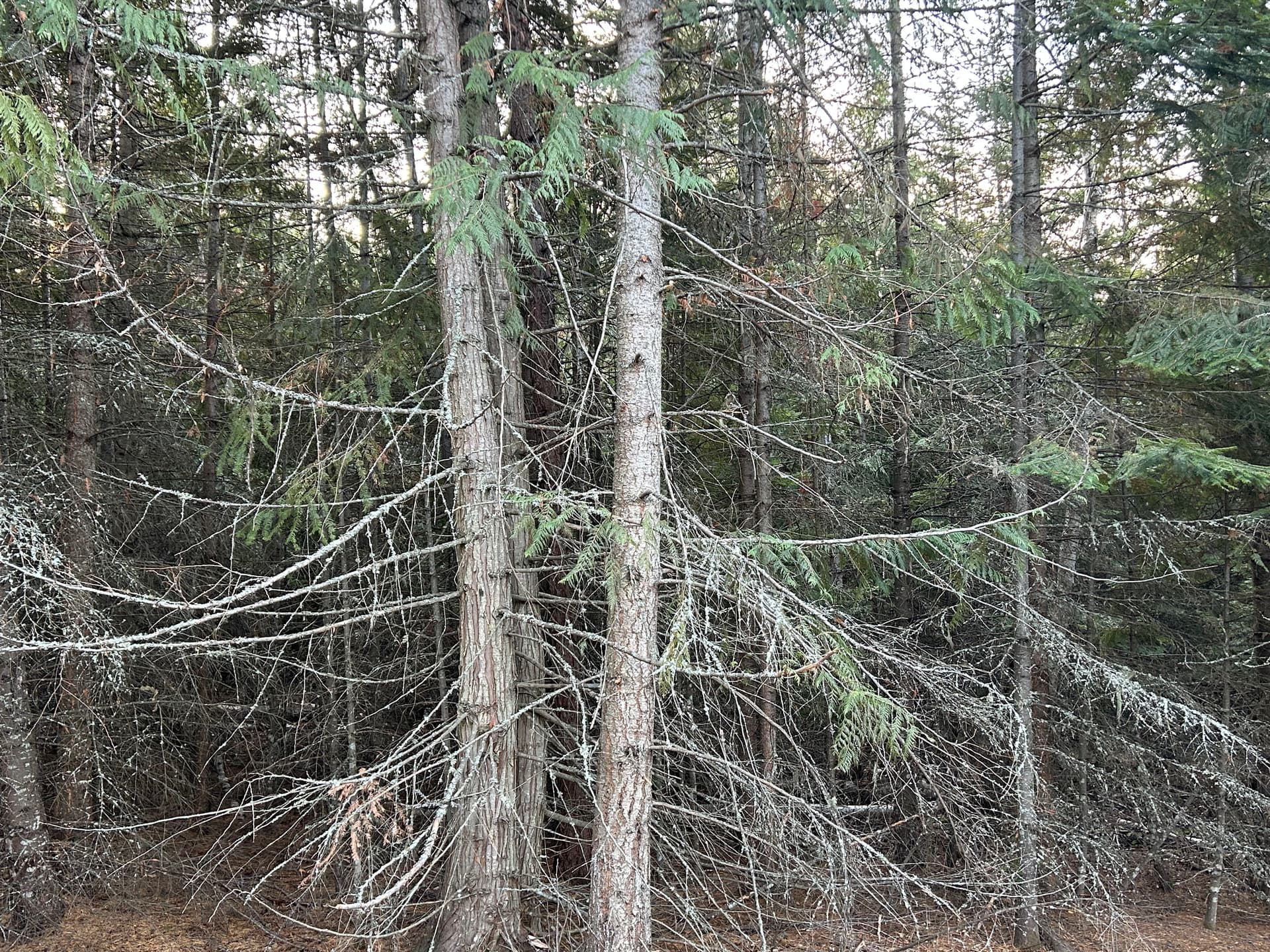 Gallery photos for Transform Your Property with Boundary Mulching & Excavation: Image #1