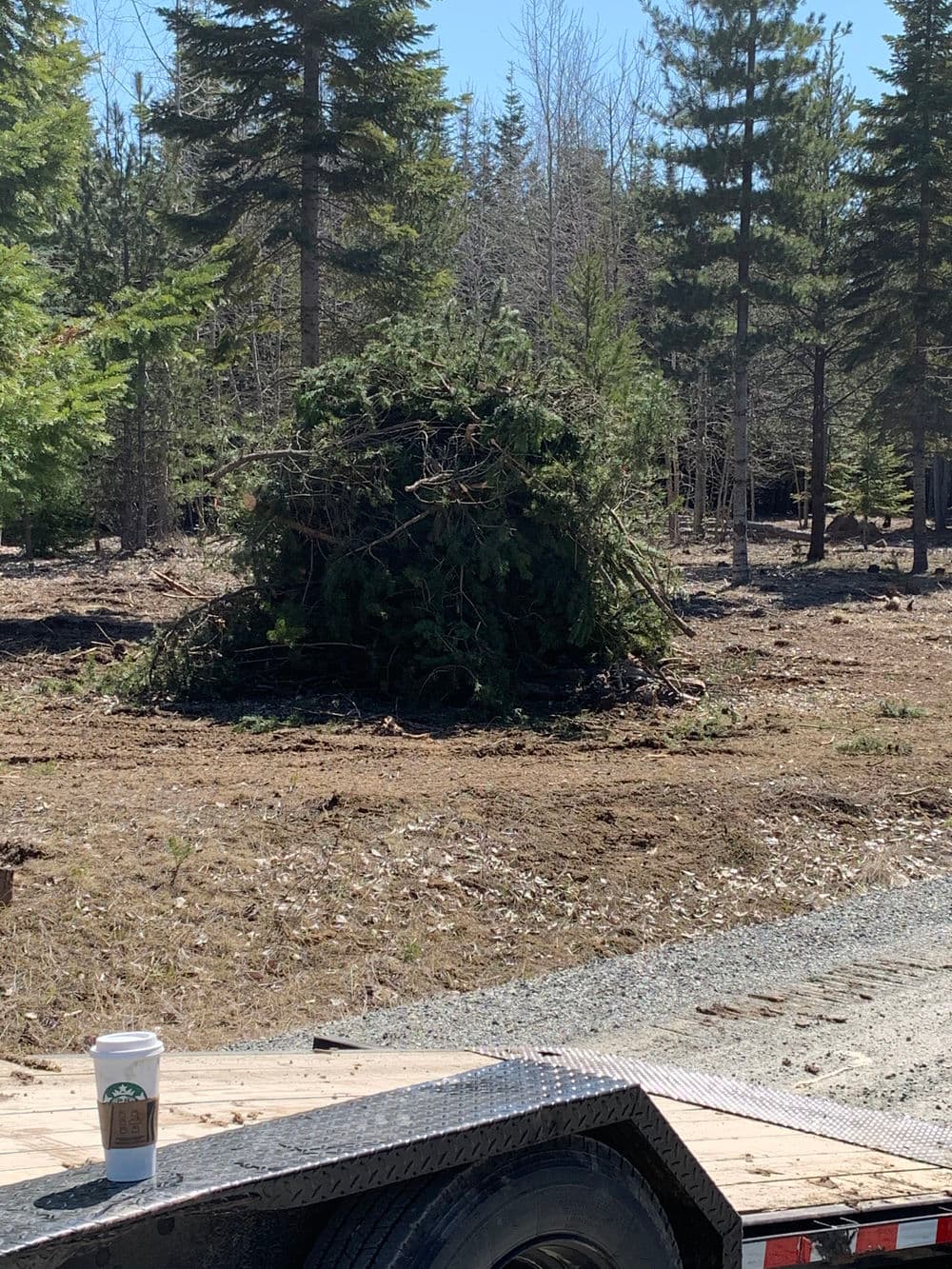 Piled branches and trees in a sunny forest clearing with a coffee cup in the foreground.