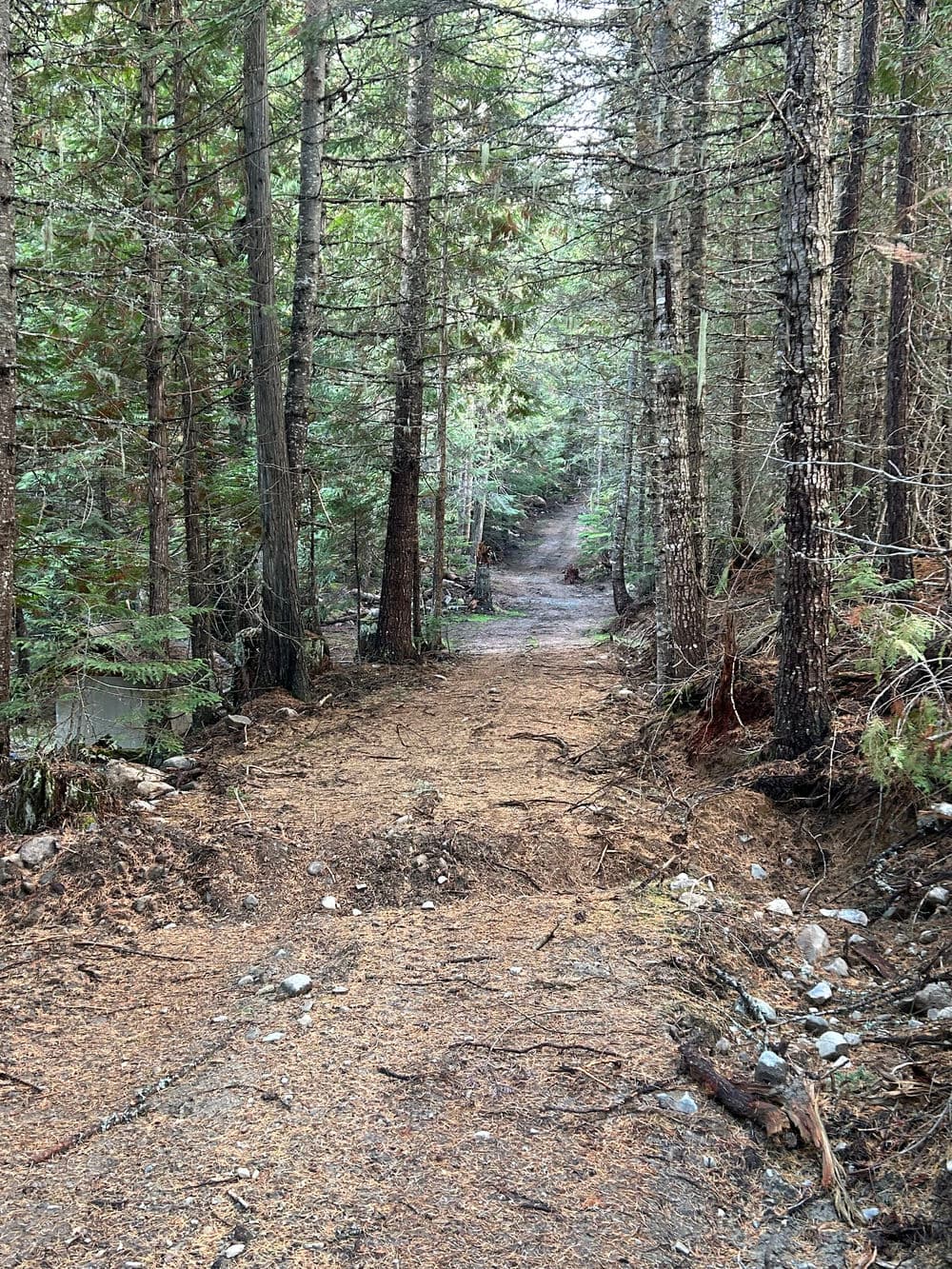 Narrow forest path surrounded by tall trees and scattered pine needles in a tranquil setting.