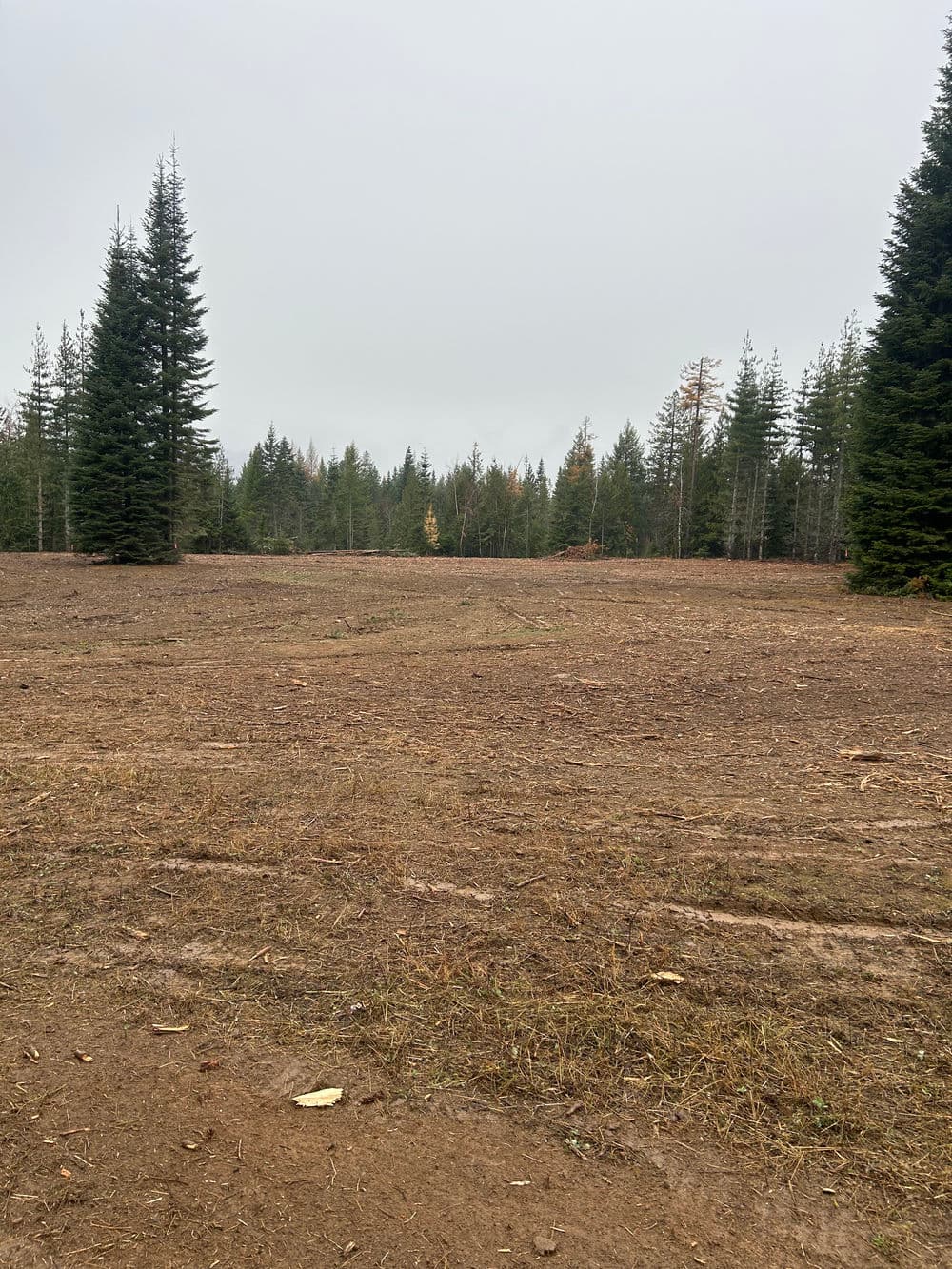 Cleared forest area with scattered trees and shrubs under a cloudy sky.