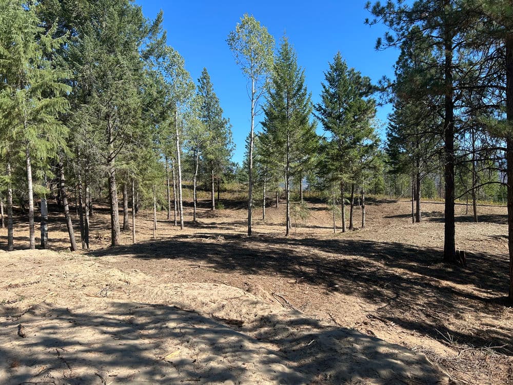 Cleared forest area with scattered trees and blue sky, ideal for nature exploration.