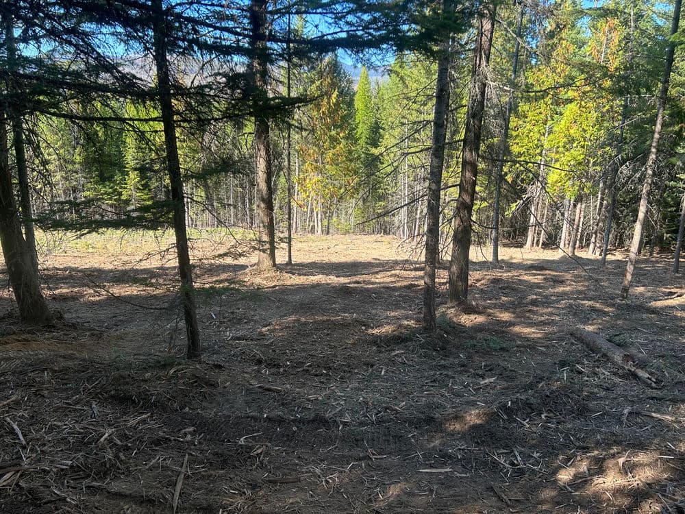 Cleared forest area with tall trees and sunlight filtering through foliage. Outdoor nature scene.