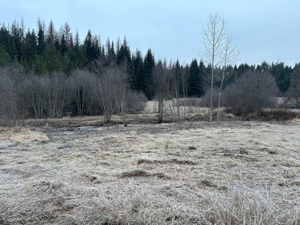 Frost-covered landscape with trees and a field in a serene forested area.