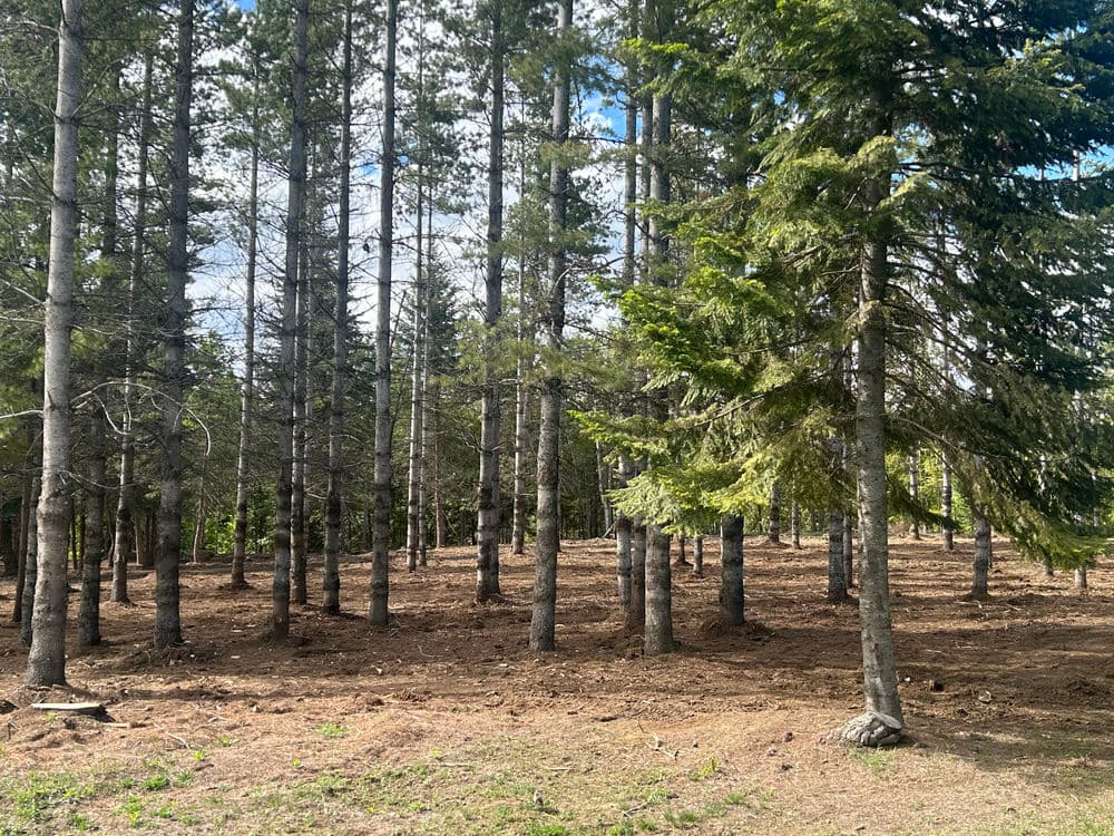 Dense forest with tall pine trees and sparse underbrush under a bright blue sky.