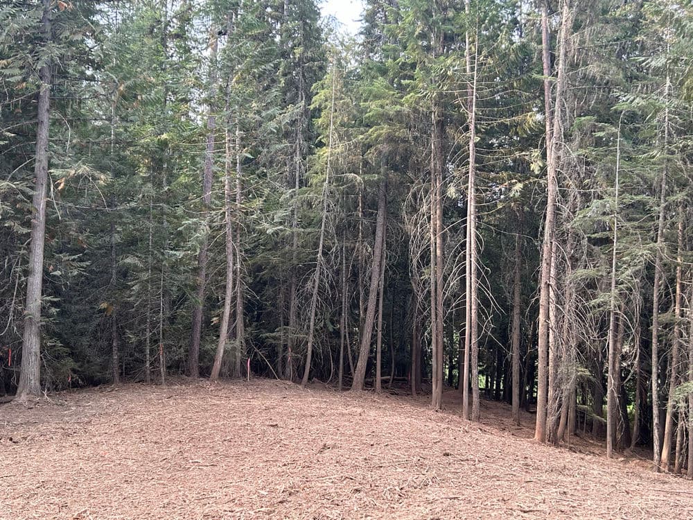 Cleared area in a dense forest with tall evergreen trees surrounding the clearing.