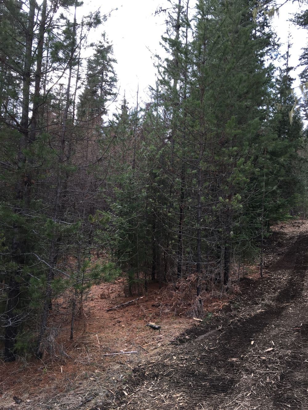 Dense forest with evergreen trees and a dirt path, showcasing natural woodland scenery.