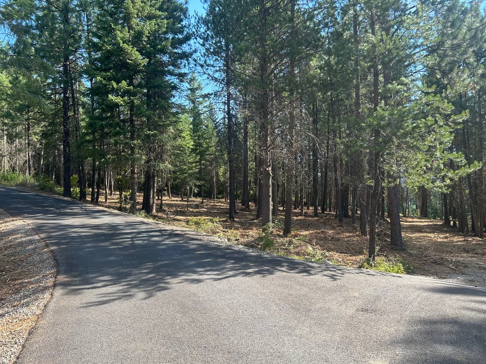 Forest road winding through tall conifer trees under a clear blue sky.