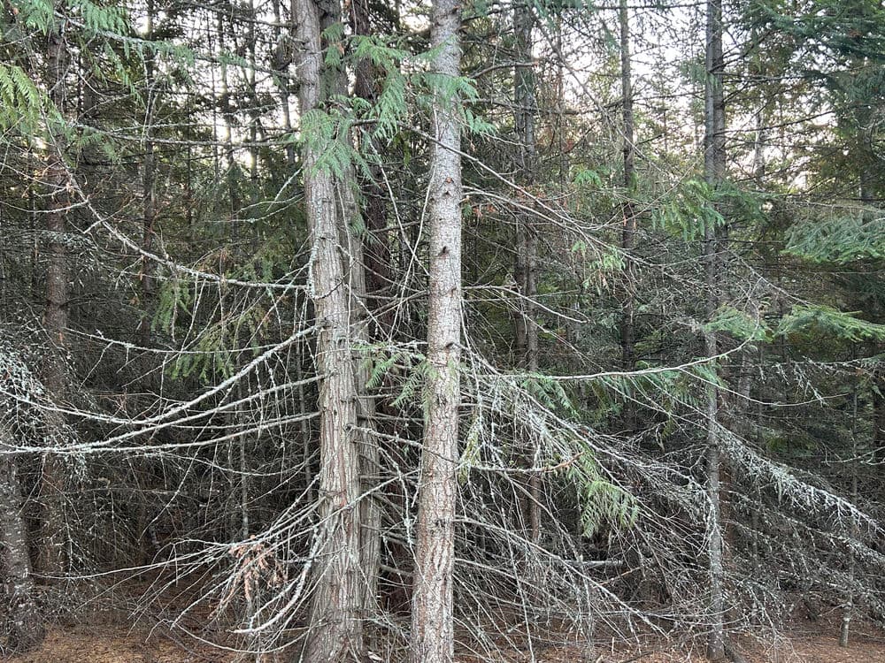 Dense forest with tall evergreen trees and intricate branch patterns.