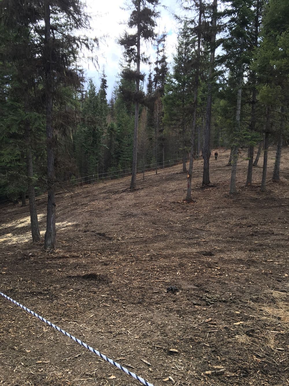Cleared forest area with tall trees and a distant figure walking along a path.