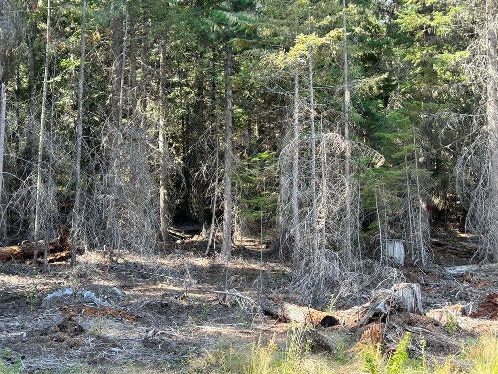 Dead trees in a dense forest landscape, showcasing natural decay and forest ecology.