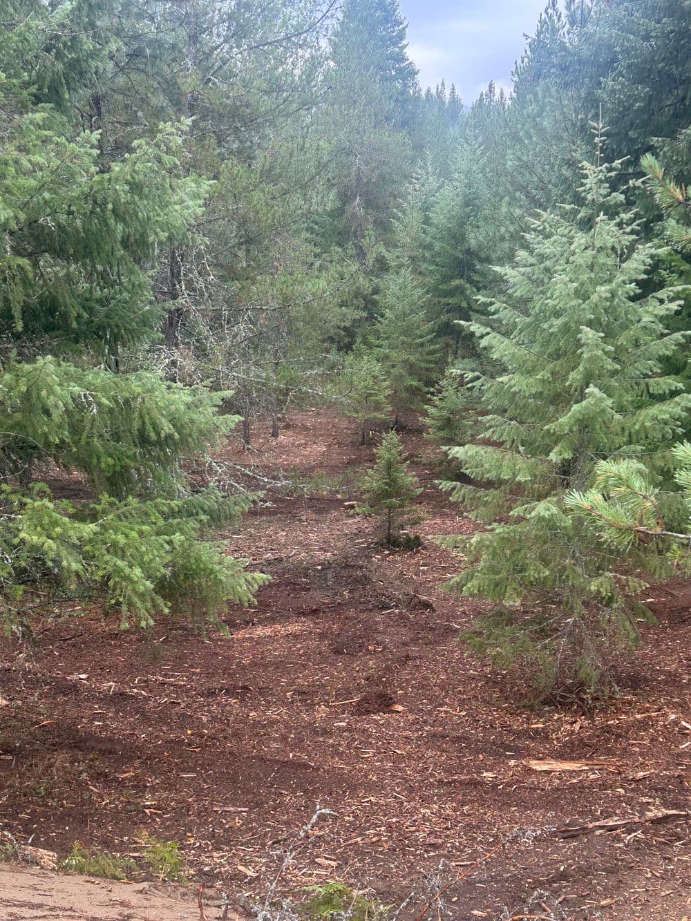 Lush green coniferous forest with freshly mulched ground and scattered young trees.