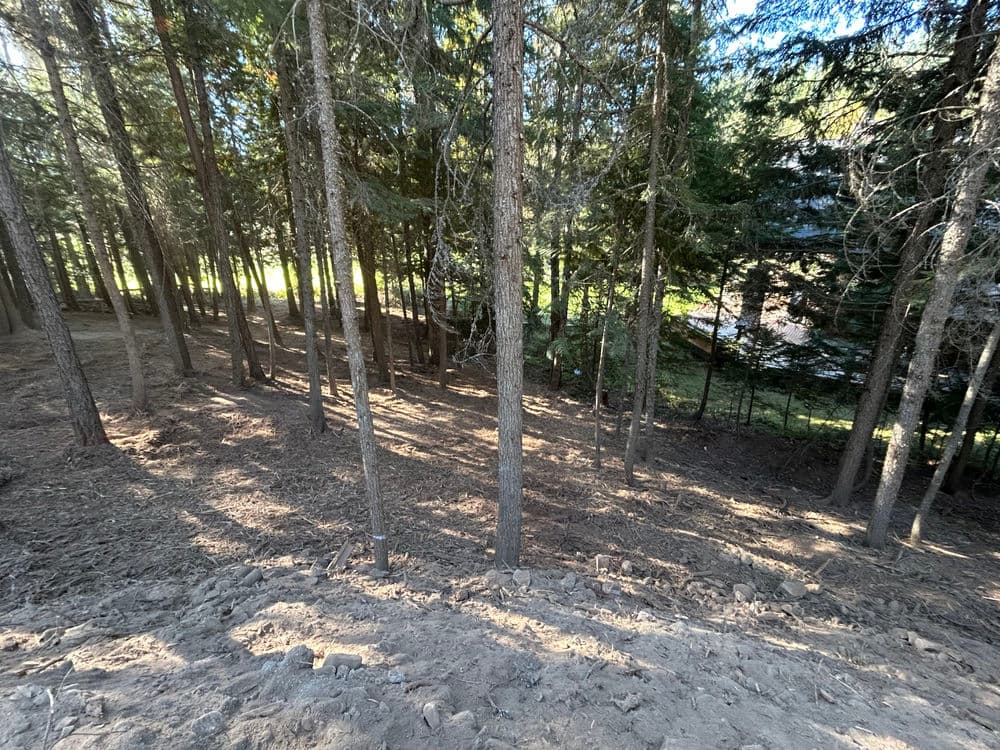 Forest landscape with tall trees and a sloped, rocky terrain in natural sunlight.