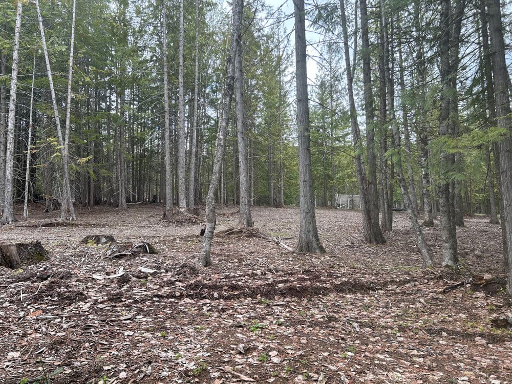 Cleared forest area with tall trees and scattered leaves in a natural setting.