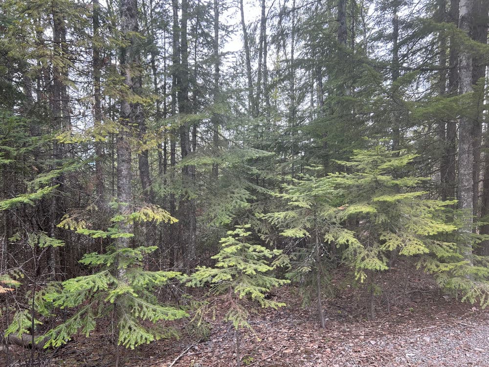 Dense forest with evergreen trees and underbrush on a misty day.