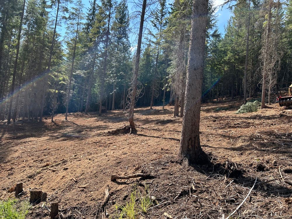 Cleared forest area with tall pine trees and sunlight filtering through the canopy.