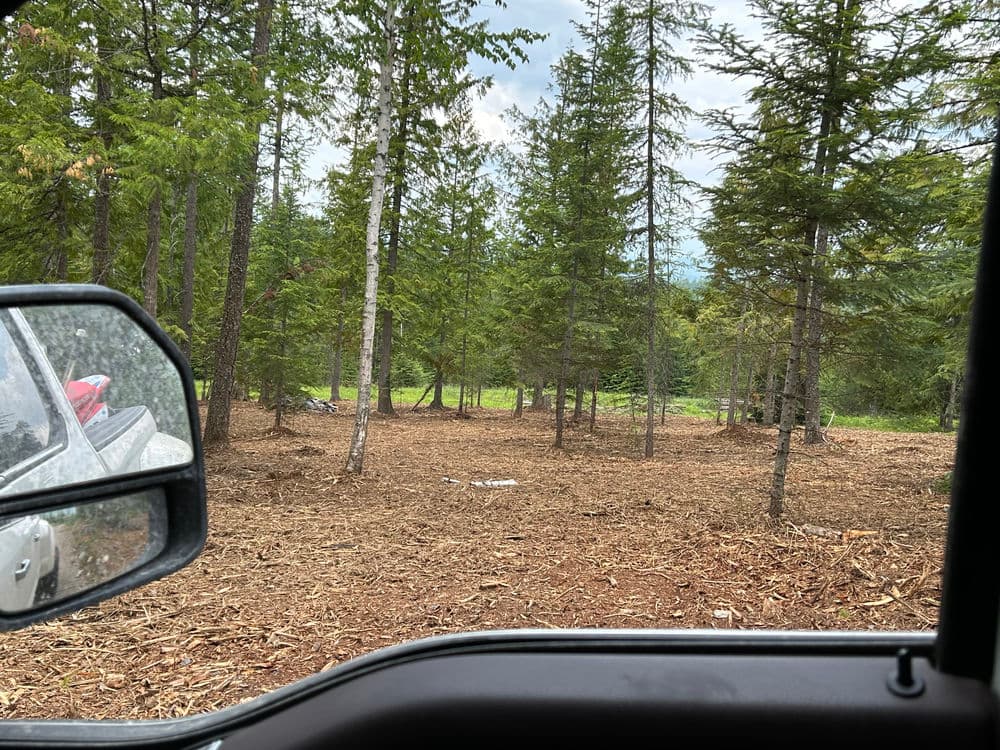 View of a wooded area with tall pine trees from a vehicle's open window.