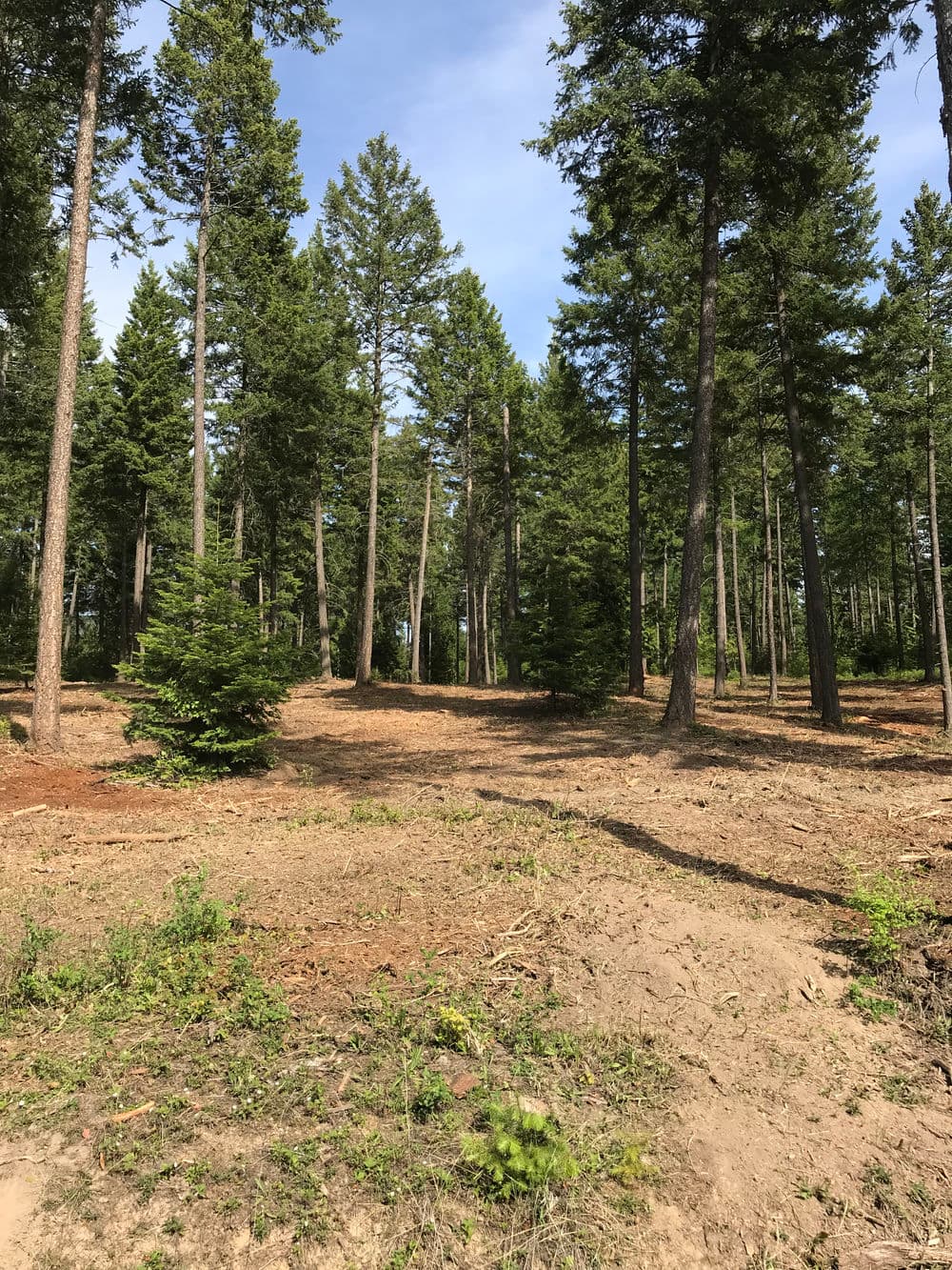 Cleared forest area with tall pine trees under a blue sky in a natural landscape.