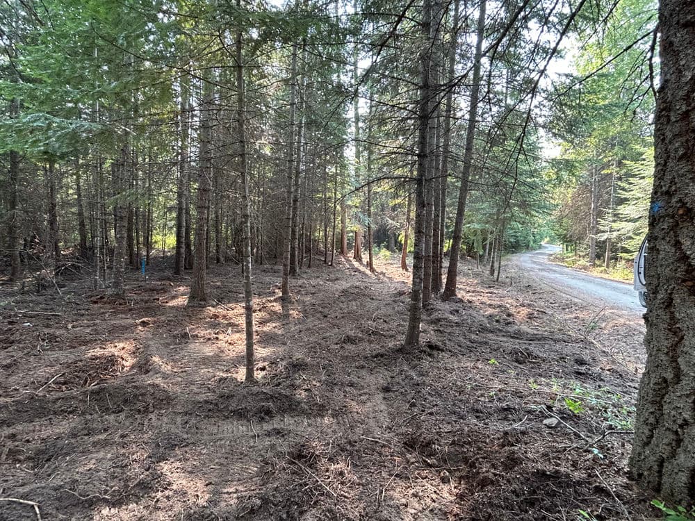 Cleared forest area near a dirt road, surrounded by tall evergreen trees in sunlight.