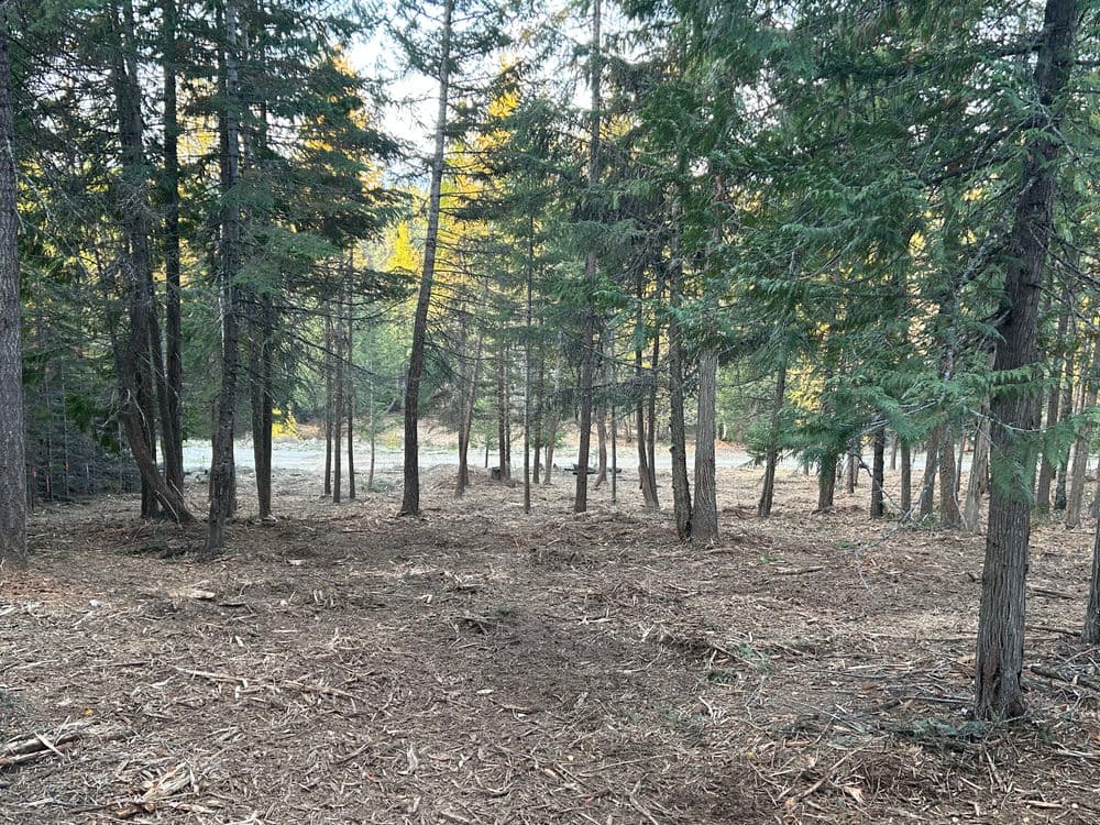 Dense forest with tall trees and a sunlit clearing, showcasing natural wildlife habitat.