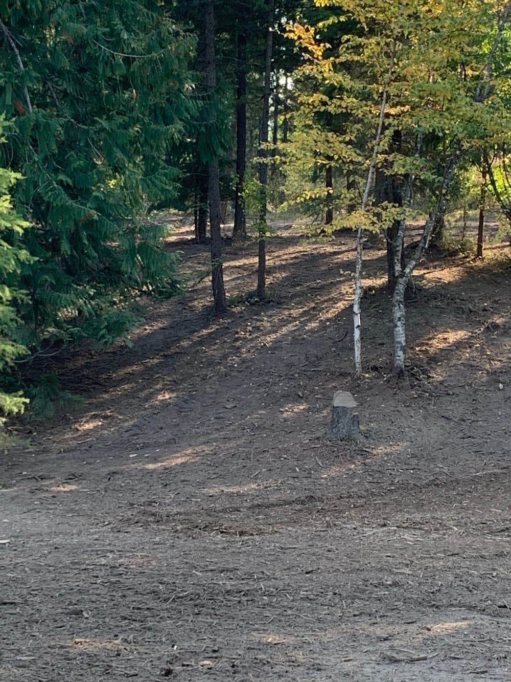 Sunlit forest path surrounded by trees and autumn foliage with a tree stump in the foreground.
