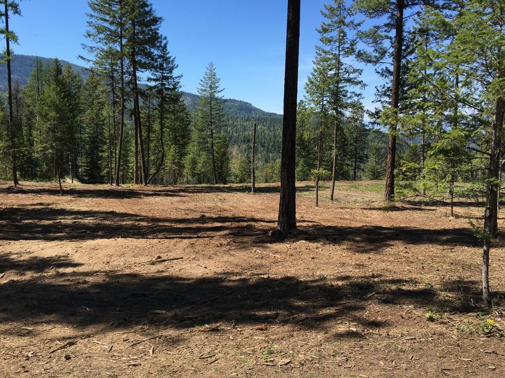 Cleared forest area with scattered trees and mountain view under a clear blue sky.