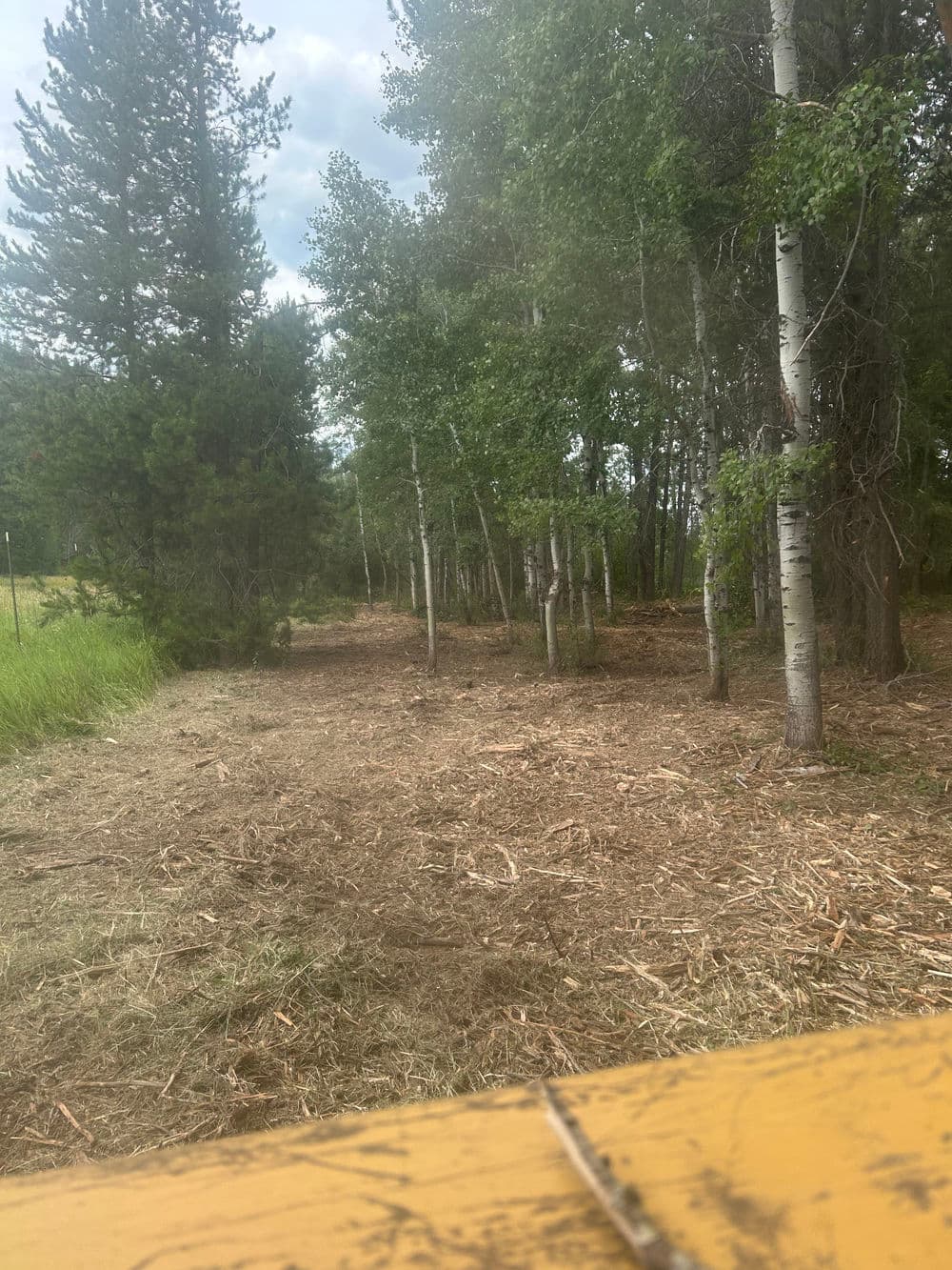 Forest path lined with aspen trees, showcasing a peaceful natural setting.