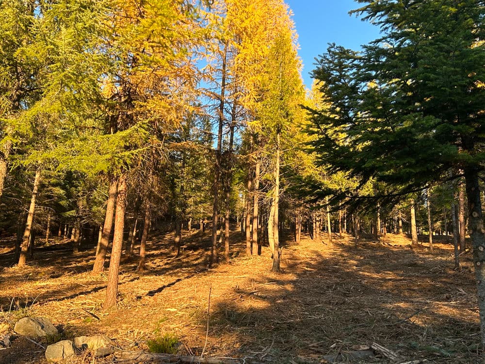 Sunlit forest with tall trees showcasing autumn foliage and a clear blue sky.