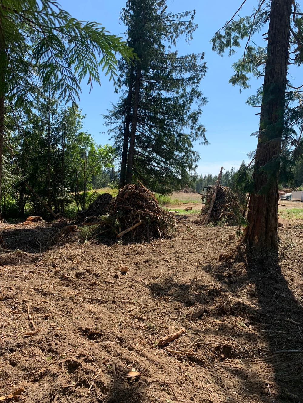 Cleared forest area with tree stumps and brush piles under a clear blue sky.