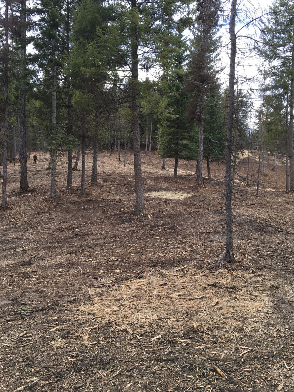 Cleared forest area with scattered trees and bare ground, surrounded by green pine trees.