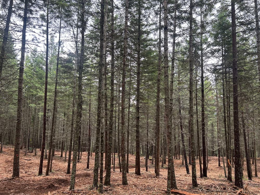 Dense coniferous forest with tall trees and a pine needle-covered ground.