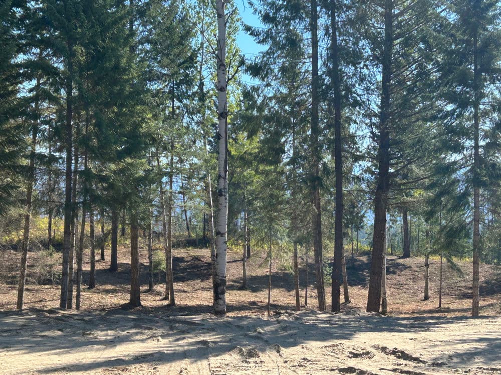 Lush forest with various trees including birch, sunlight filtering through branches.