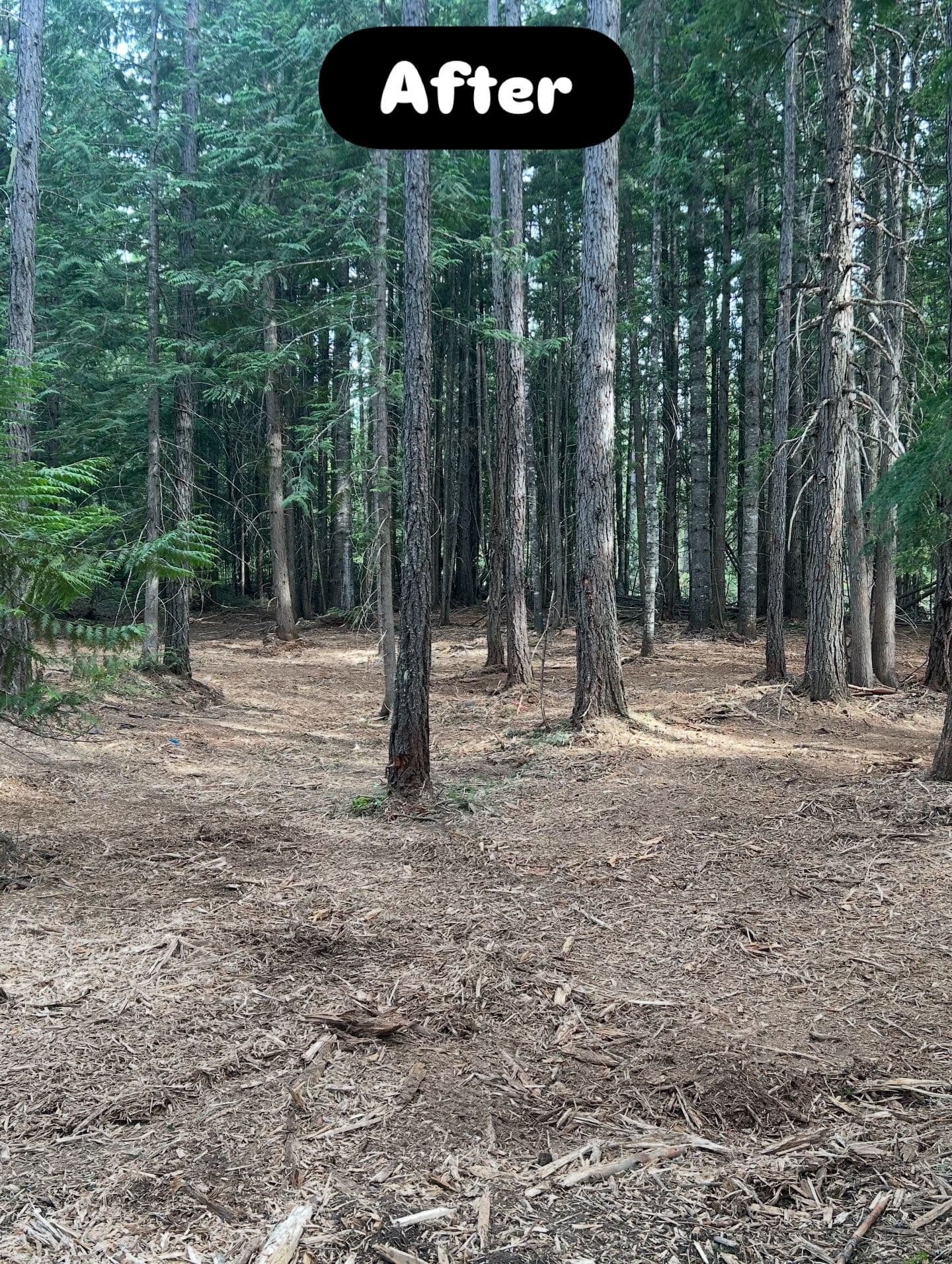Gallery photos for Downed Timber and Heavy Brush Cleared - Fire Hazard Gone: Image #1