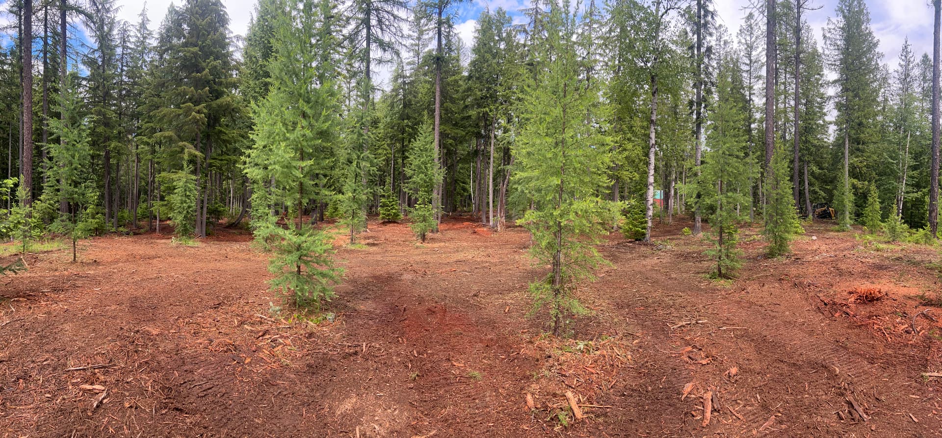 Dense Woodland Cleared Clean and Ready to Work With image