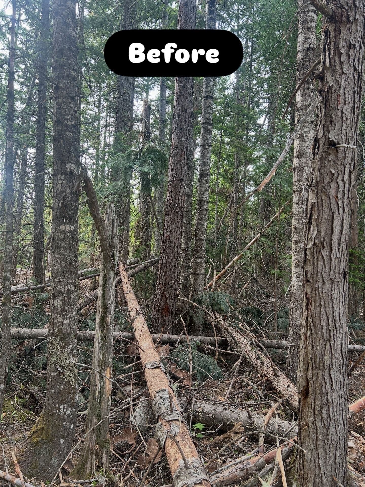 Downed Timber and Heavy Brush Cleared - Fire Hazard Gone image